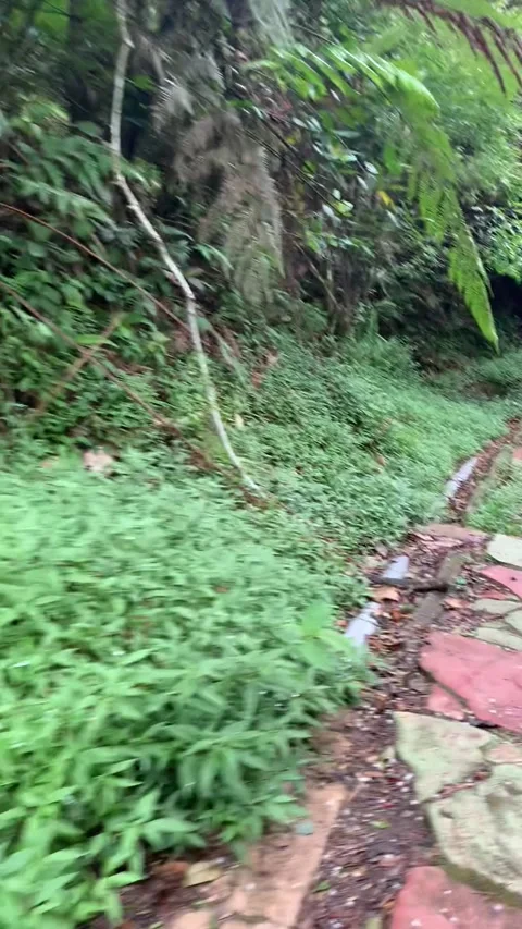 Hiking in the rain forest in Cameron Highlands 스톡 동영상 343428729