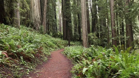 Hiking in the Redwoods Видео 73249182