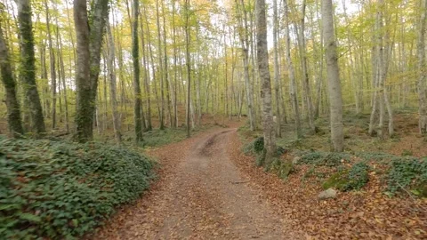 Hiking on a road in the forest Stock Footage 147501559