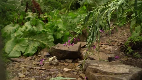 Hiking on a rocky path surrounded by lush greenery and colorful wildflowers Stock Footage 319022641