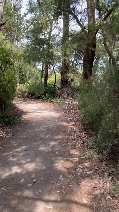 Hiking in Rotorua 库存影片 344123350