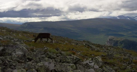 Hiking in Sarek reindeers on the mountain 스톡 동영상 66862653