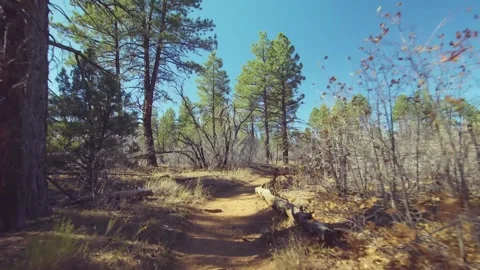 Hiking the Scenic East Mesa Trail through Ponderosa Pine Forest, Zion National P Video stock 332024976