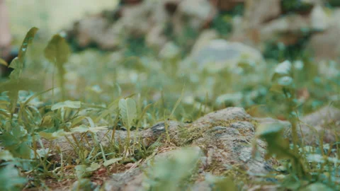 Hiking Shoe Close-Up 스톡 동영상 132266951