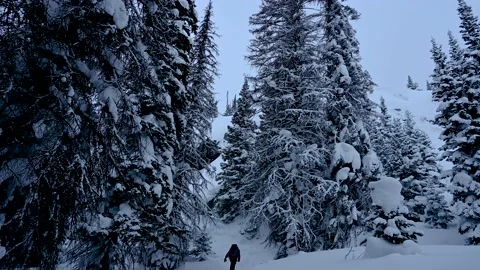 Hiking in the snow through an alpine forest Vídeos de archivo 149385944