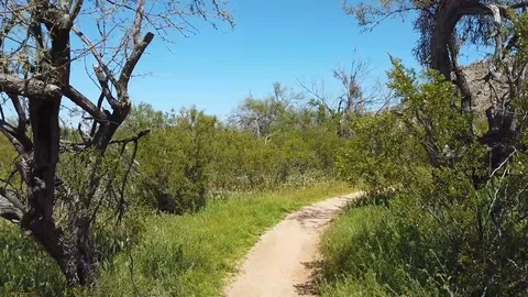 Hiking in the Sonoran Desert in the Spring Vídeo Stock 107808412