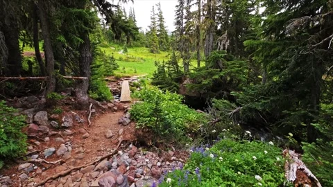 Hiking Spray Park Trail, Mount Rainier National Park, Washington State Stock Footage 332081853