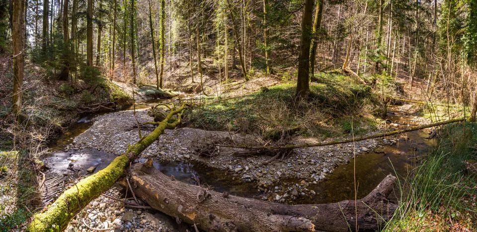 Hiking in spring through a forest in Upper Swabia Stock Photos