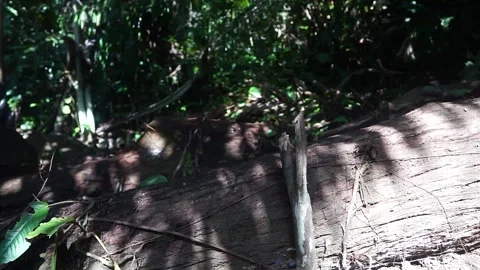 Hiking step on close up shot Stock Footage 164636825