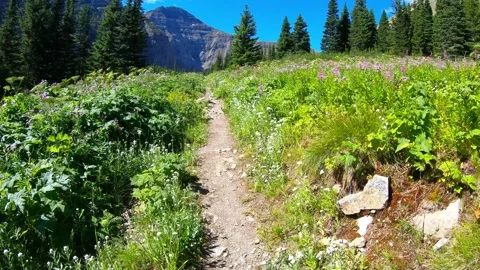 Hiking through the alpine meadows filled with wildflowers 스톡 동영상 148892590