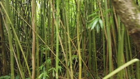 Hiking Through Bamboos Stock Footage 155365688
