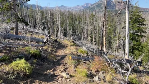Hiking through a burned forest in Oregon Stock-Footage 221720116