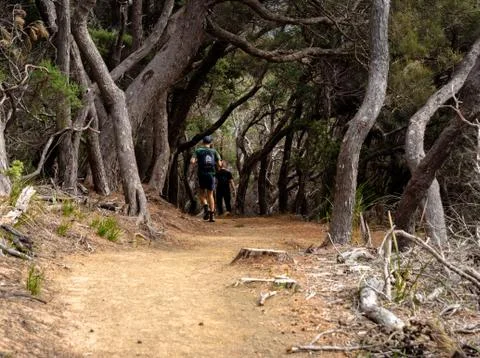 Hiking through dead trees Stock Photos