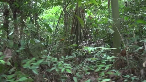 Hiking Through Dense Tropical Forest HD Video Stock Footage 79538055