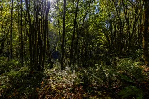 Hiking through forest in the Cascade Mountain Range Stock Photos