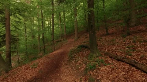 Hiking through a forest of deciduous trees Stock Footage 335702321