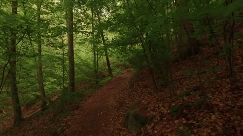 Hiking through a forest of deciduous trees Stock Footage 335702459