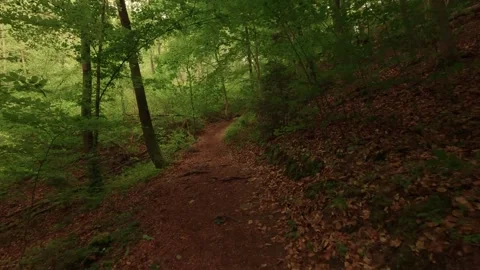 Hiking through a forest of deciduous trees Stock Footage 335702581