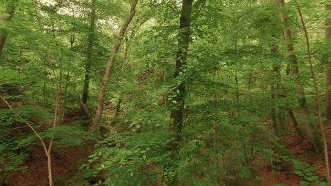 Hiking through a forest of deciduous trees Stock Footage 335702769