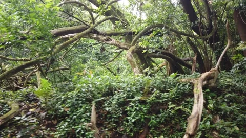 Hiking Through the Forest Video stock 155365512