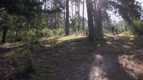 Hiking through the forest Stock Footage 319237161