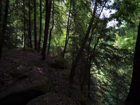 Hiking through forest in Ohio, stabilized shot Video stock 82686985