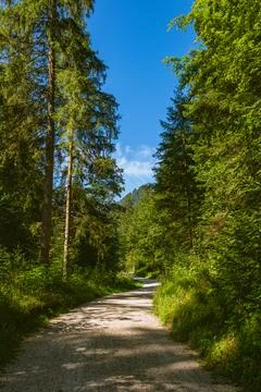 Hiking Through A Forest Stock Photos