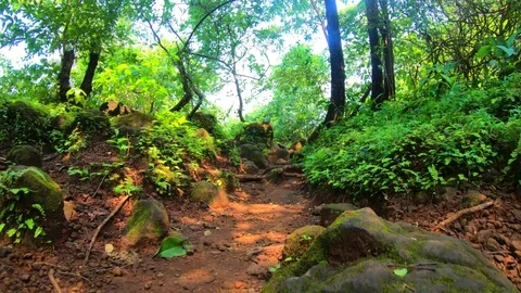 Hiking through the forests and hills of the western ghats Stock Footage
