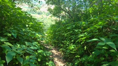 Hiking through the forests of the western ghats of Maharashtra Stock Footage 96435529