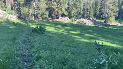 Hiking through a meadow in the Marble Mountain Wilderness, California Stock Footage 164253616