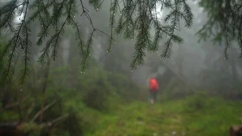 Hiking through a misty forest with greenery and raindrops in early morning Stock Footage 329033411