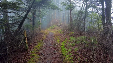 Hiking Through a Moss Lined Trail on Fog... | Stock Video | Pond5