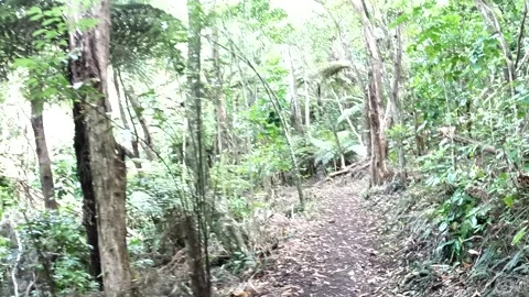 Hiking through the native forest on the north island of  New Zealand Stock Footage 238638925