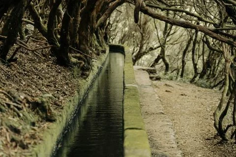 Hiking through old forest along water, exploring 25 waterfall on Madeira. Stock Photos