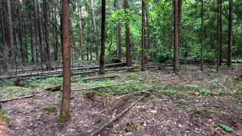 Hiking through the pine forest. Inside the forest. Video stock 278675334