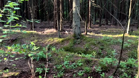 Hiking through the pine forest. Inside the forest. Video stock 278675390