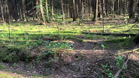 Hiking through the pine forest. Inside the forest. Video stock 278675425