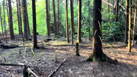 Hiking through the pine forest. Inside the forest. Video stock 278675451