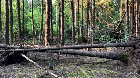 Hiking through the pine forest. Inside the forest. Video stock 278876472