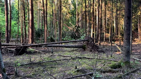 Hiking through the pine forest. Inside the forest. Video stock 278876907