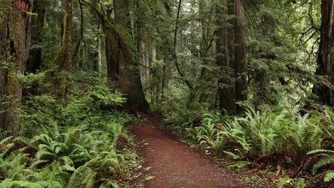 Hiking through the Redwoods Vídeo Stock 73249015
