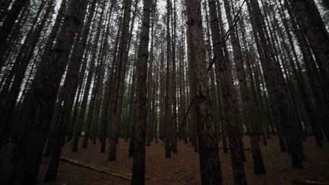 Hiking Through Tall Straight Trees In a Pine Forest First Person Point of View Stock Footage 106193571