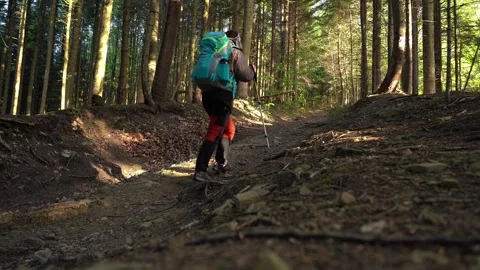 Hiking through a tranquil forest trail surrounded by tall trees morn Stock Footage 283483252