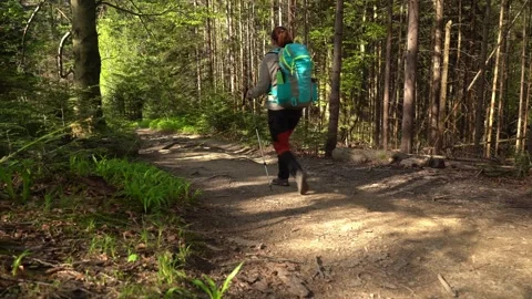 Hiking through a tranquil forest trail surrounded by tall trees Stock Footage 283483259