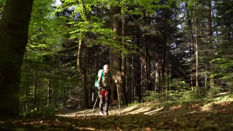 Hiking through a tranquil forest trail surrounded by tall trees Stock Footage 289293099