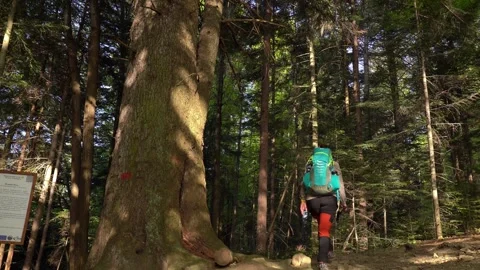 Hiking through a tranquil forest trail surrounded by tall trees Stock Footage 301235059