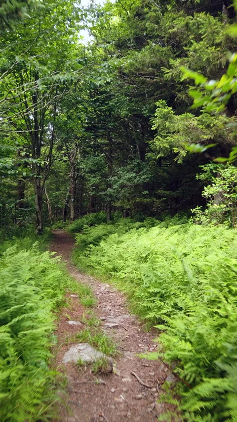 Hiking through the woods Stock Footage 305590984