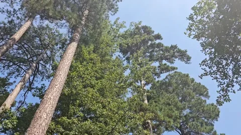 Hiking Through Woods Looking Up at Trees Stock Footage 249903968