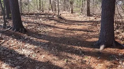 Hiking Through the Woods on a Trail Stock Footage 237337063