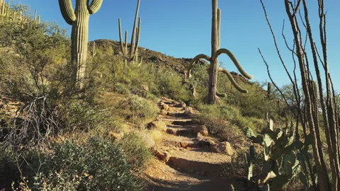 Hiking at a trail at the Bajada loop at Saguaro National Park Video stock 212643951